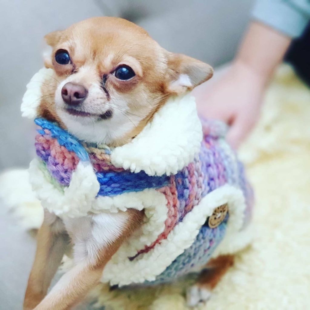 luxury small dog coat waterproof hand made
