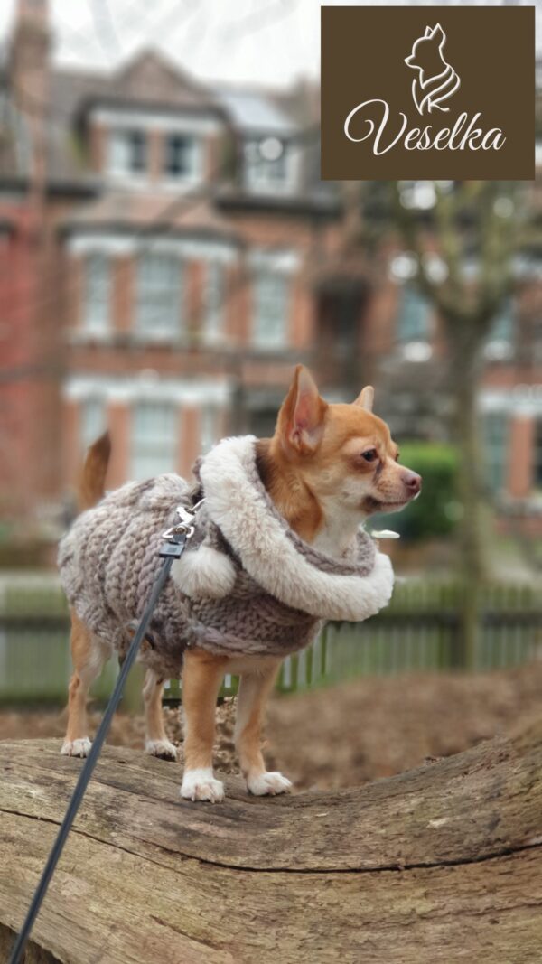 French bulldog winter coat designer