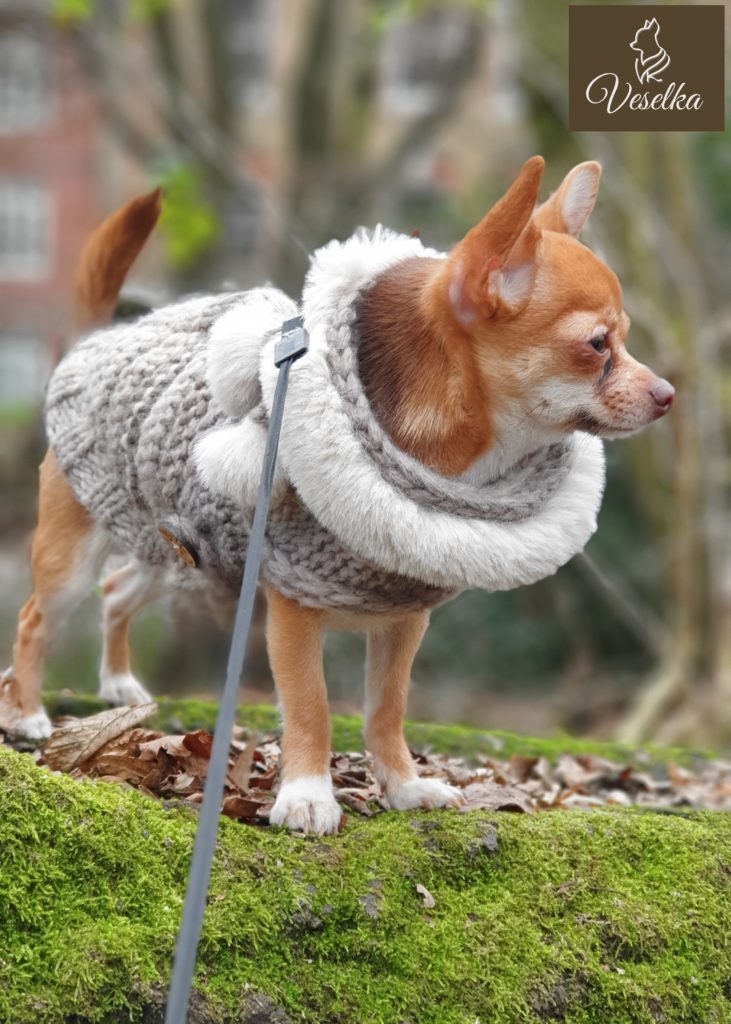 boston terrier winter sweater
