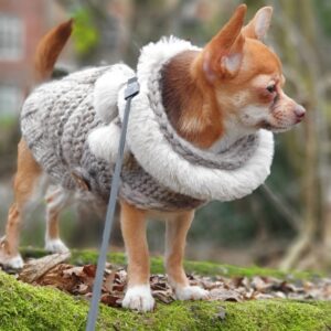boston terrier winter sweater