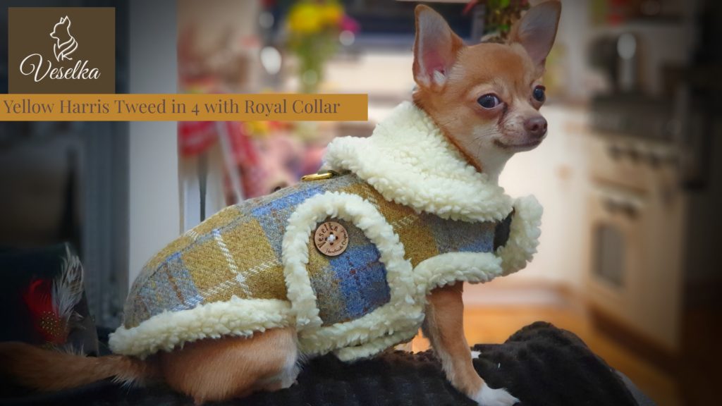 luxury small dog coat yellow harris tweed custom made