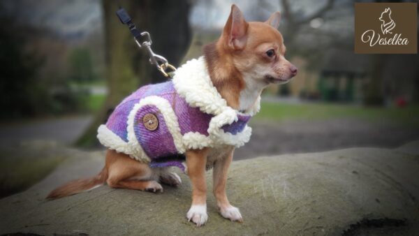 made to measure small dog coat in purple