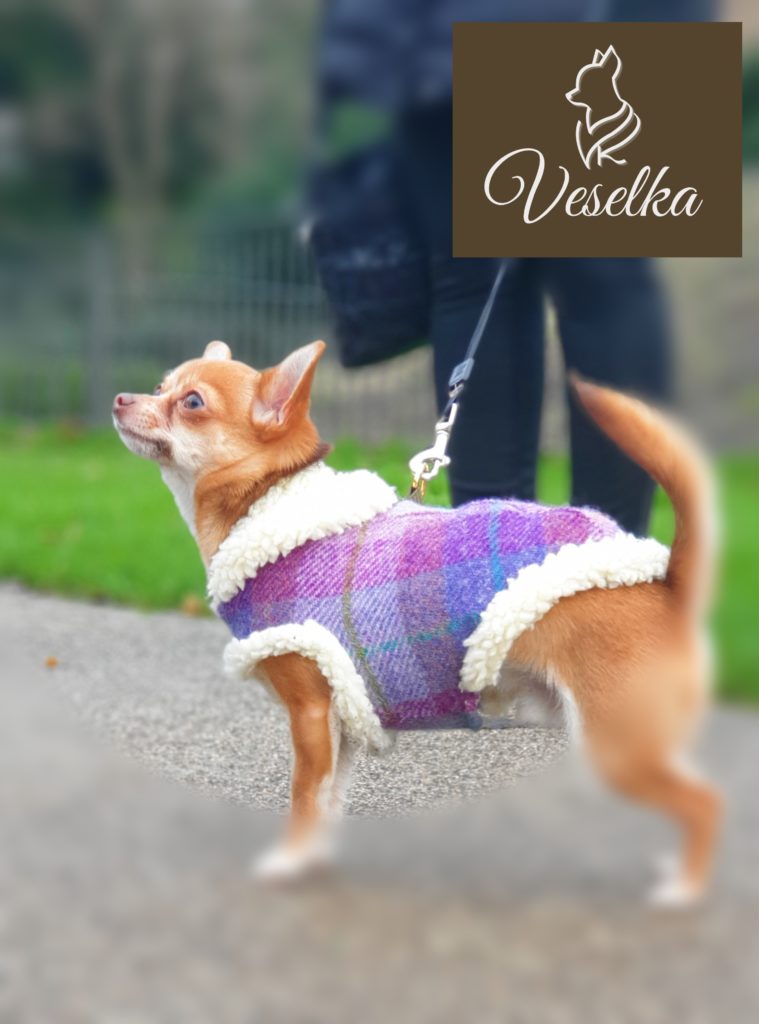 luxury 100% wool small dog coat