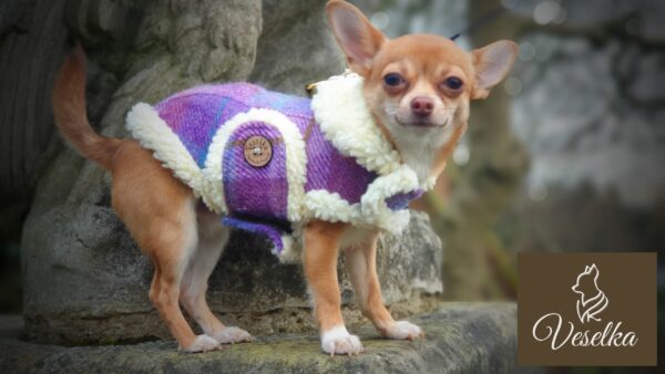 designer small dog coat