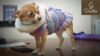 knitted coat for chihuahua and yorkie, dachshund