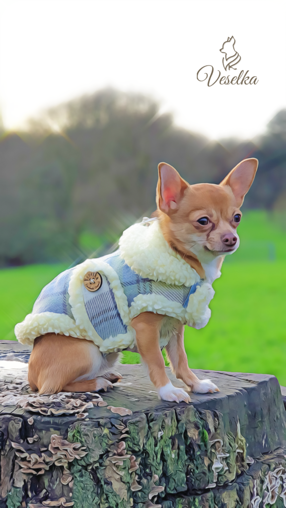 beautiful blue small dog coat made to order