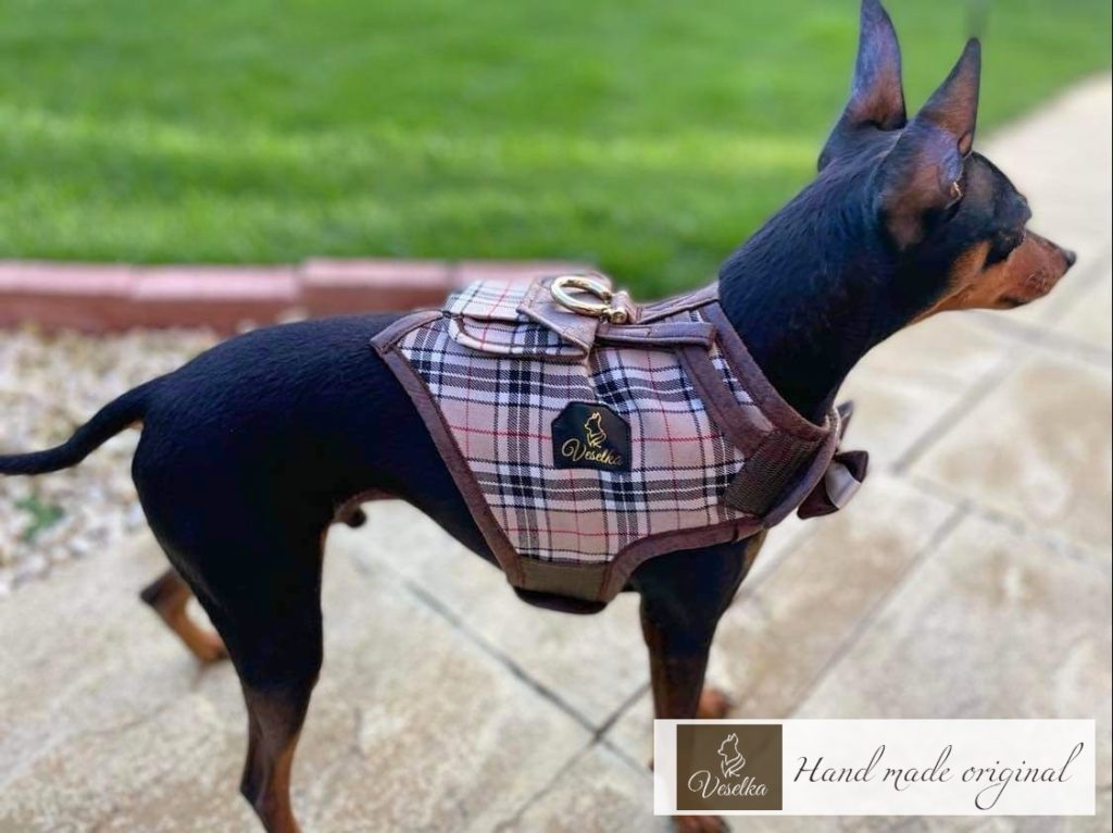 minature pinscher in burberry harness and French bulldog