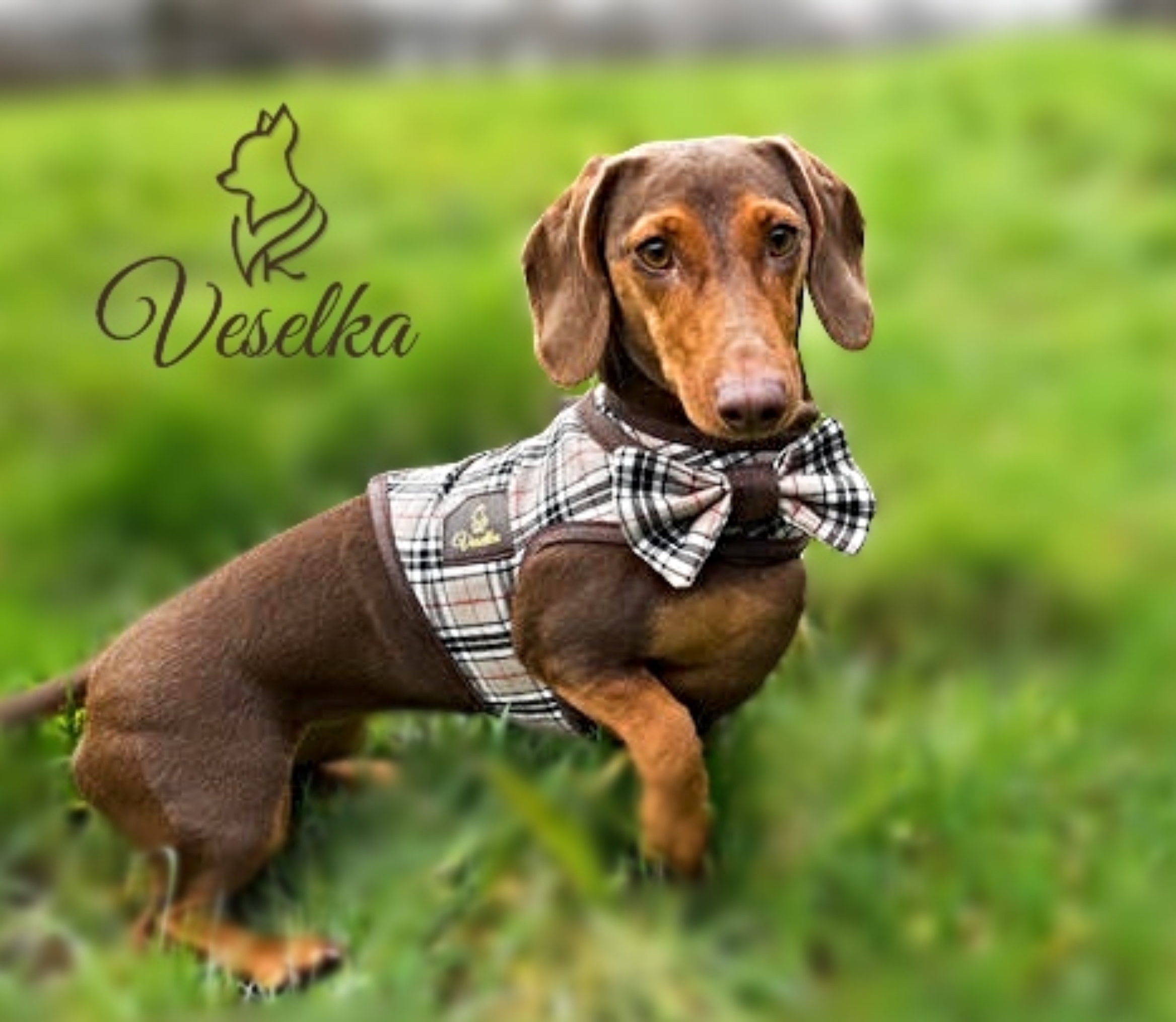 Veselka Tartan Small Dog Harness With Matching Leash and Collar – Veselka  Canine Couture