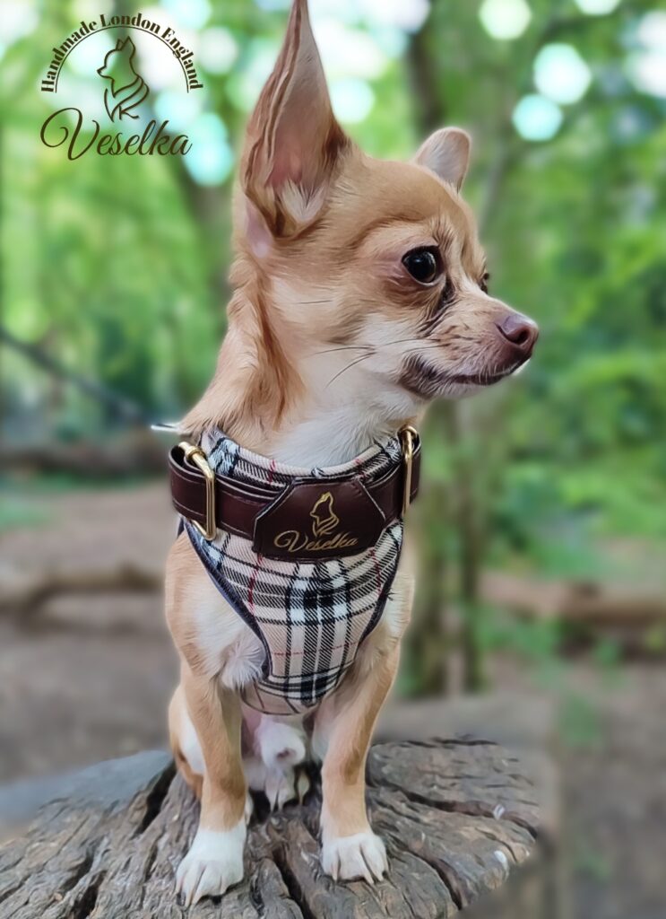 Burberry dog harness with brown leather and personalised name badge