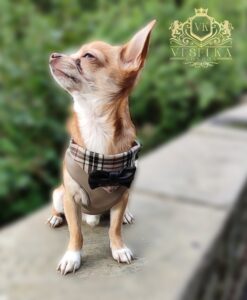 brown and black leather burberry harness with gold fittings adjustable