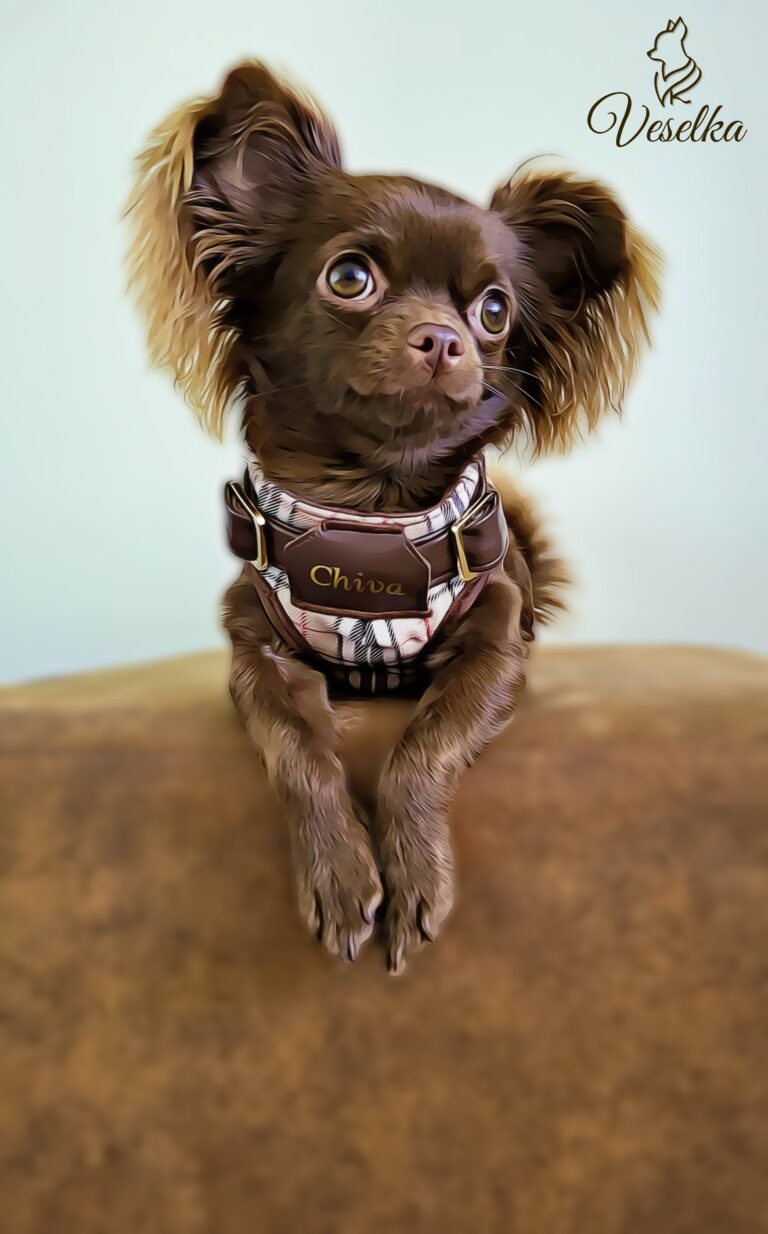 chihuahua in beige burberry harness