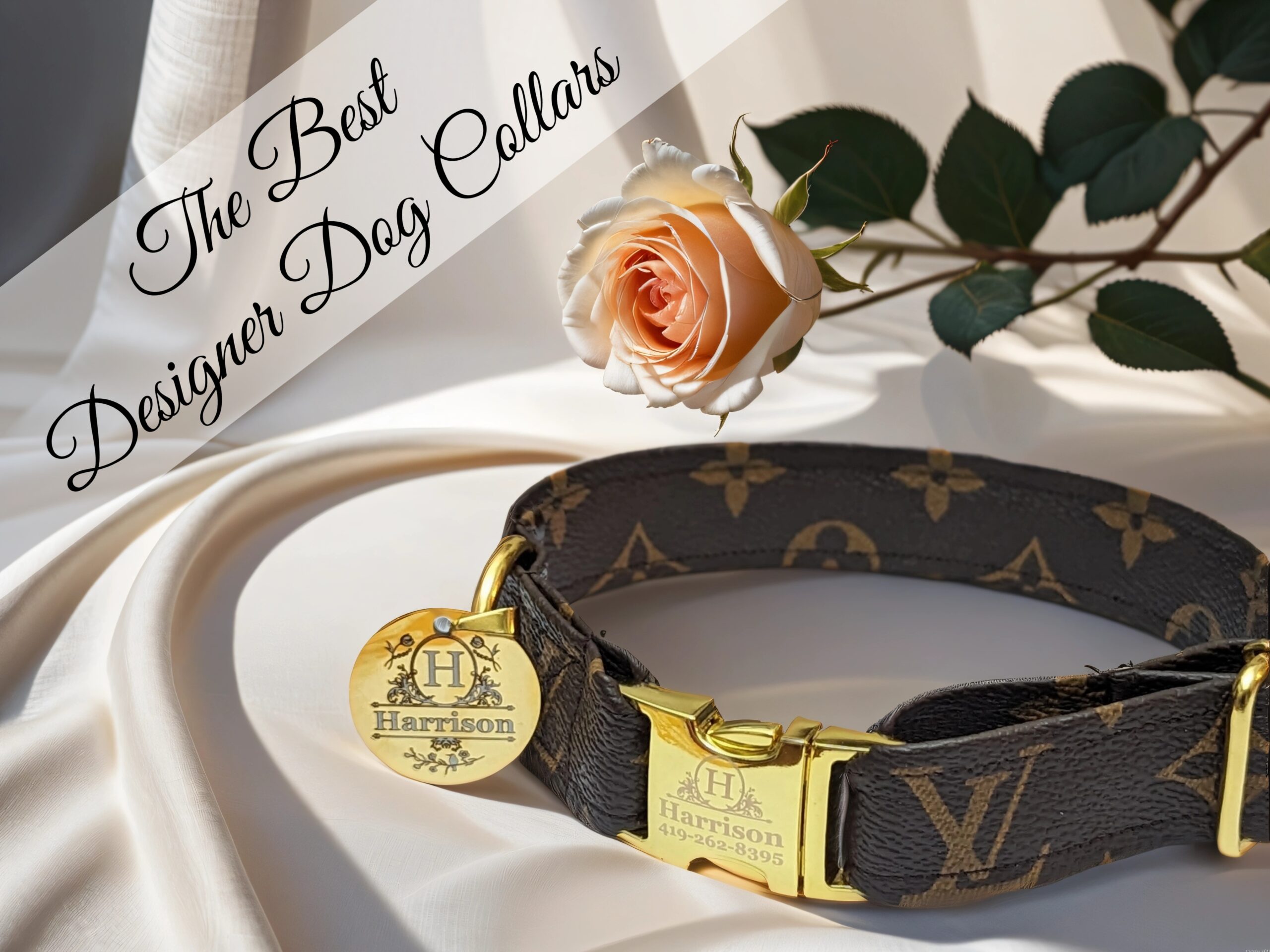 designer dog collar large and small dogs with leash. Also fits cats, kittens and puppies.