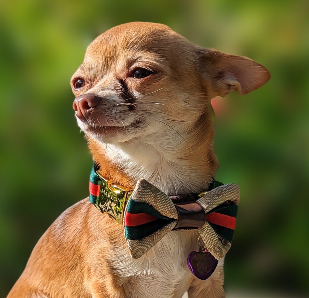 designer gucci dog collar on chihuahua which have the smallest neck size in the canine world