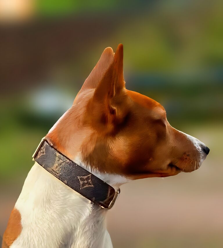 designer dog collar