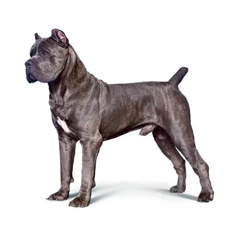cane corso neck and collar size chart puppy to adult all sizes and custom fit