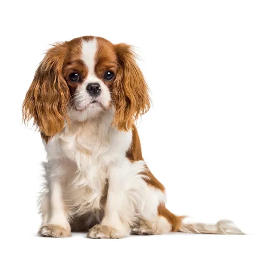 Cavalier-King-Charles-Spaniel-collar and neck size chart