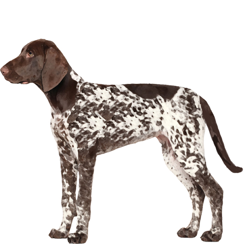 German Shorthaired Pointer neck and chest size chart