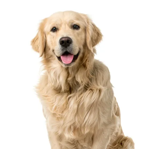 GoldenRetriever neck and collar size chart