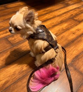 Louis Vuitton designer dog harness brown leather