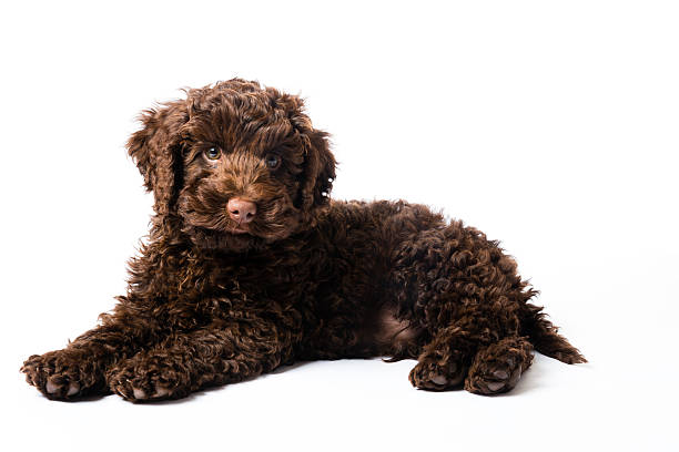10 week old brown Labradoodle Mini Puppy dog
