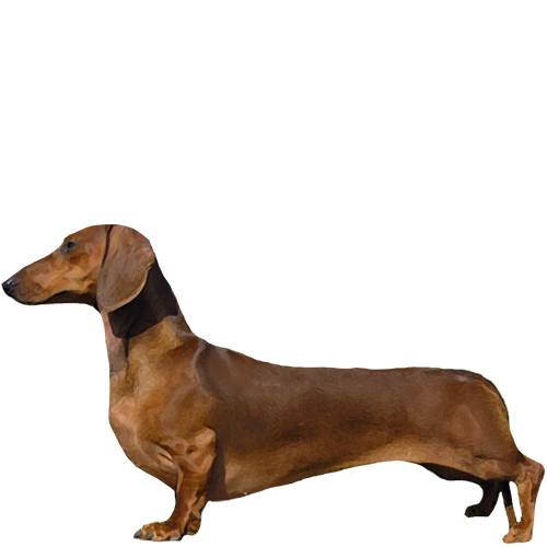 Miniature Dachshund neck and collar size