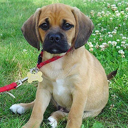 Puggle neck and collar size puppy and adult