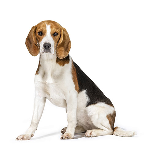 beagle-dog-neck size and collar