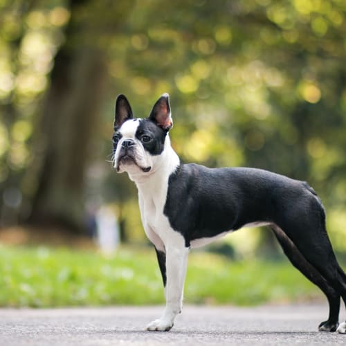 boston terrier neck and collar size