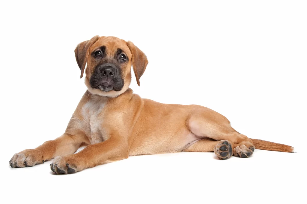 boxador-mixed-dog-breed collar and neck size
