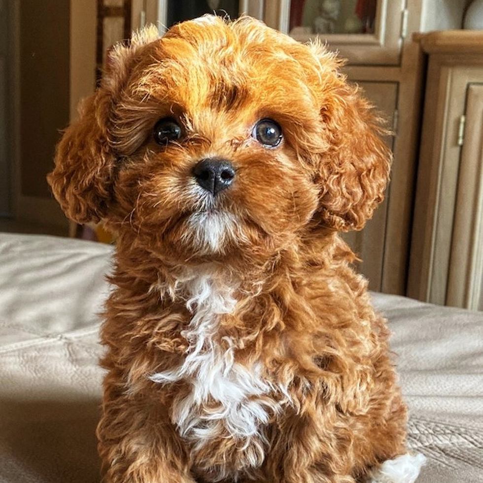 cavapoo-neck and collar size chart