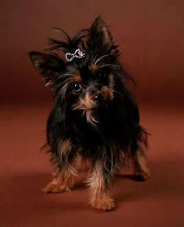 chorkie-dog-crossbreed-neck and collar size chart