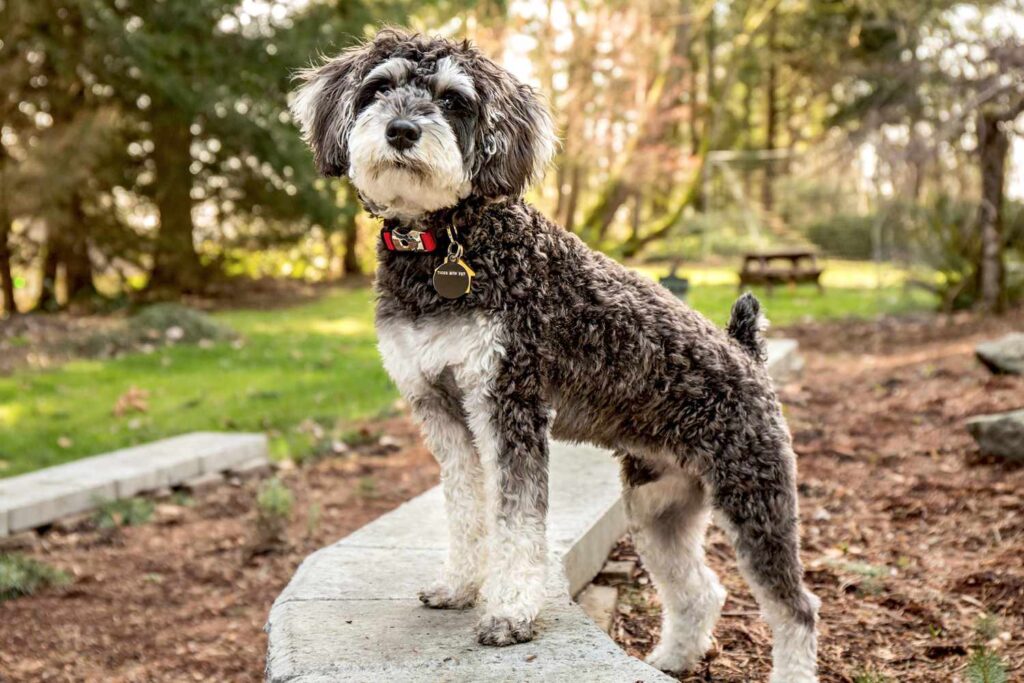 schnoodle-neck and collar size chart