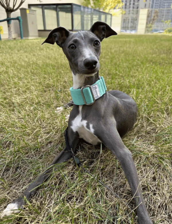 green extra wide martingale collar whippet greyhound and extra large dogs