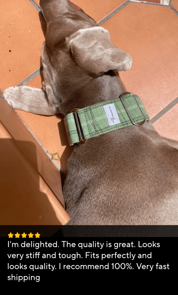 best dog collars extra wide martingale collar whippet greyhound and extra large dogs